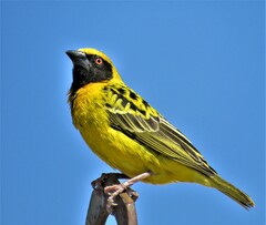 Ploceus cucullatus spilonotus