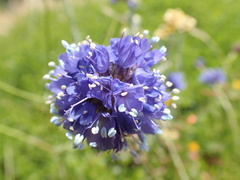 Gilia capitata chamissonis