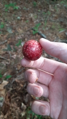 Amphibolips quercusjuglans