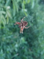 Acanthepeira
