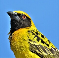 Ploceus cucullatus spilonotus