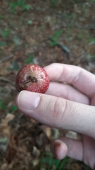 Amphibolips quercusjuglans