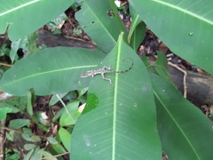Anolis frenatus