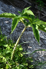 Aroideae