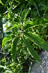 Aroideae