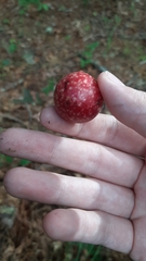 Amphibolips quercusjuglans