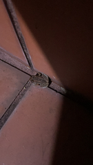 Eleutherodactylus planirostris