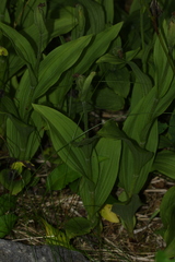 Cypripedium