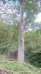 Cochlospermum vitifolium