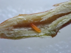 Neolasioptera willistoni