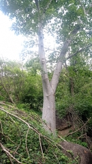 Cochlospermum vitifolium