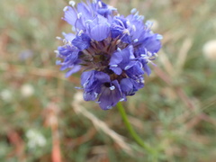 Gilia capitata chamissonis