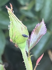 Macrosiphum rosae