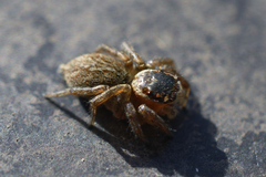 Maratus griseus