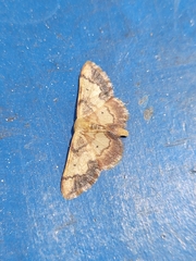 Idaea demissaria