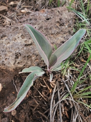 Penstemon nudiflorus