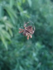 Acanthepeira