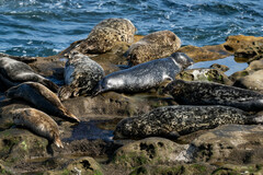 Phoca vitulina richardii