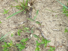 Froelichia floridana