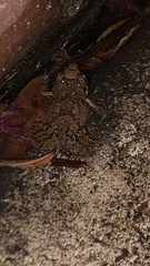 Eleutherodactylus planirostris