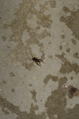 Velarifictorus micado