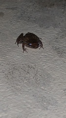 Eleutherodactylus planirostris