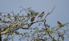 Gymnoris superciliaris