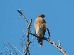 Buteo lineatus