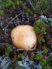 Russula