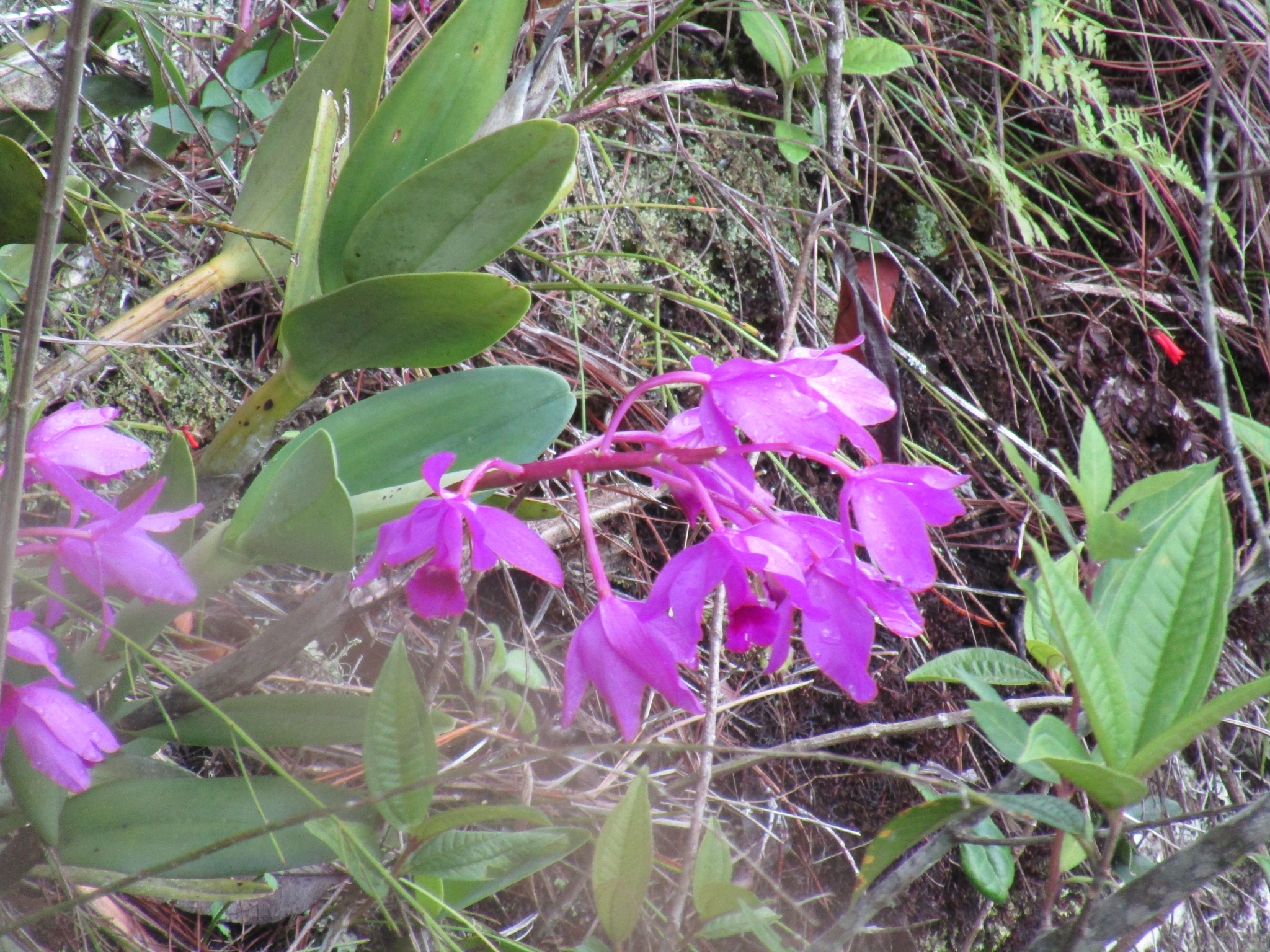 Bowring's Cattleya (Guarianthe bowringiana)