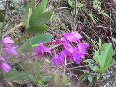Guarianthe bowringiana