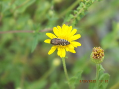 Acmaeodera pulchella