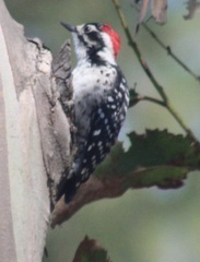 Dryobates nuttallii