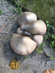 Volvariella volvacea