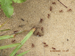Pogonomyrmex badius