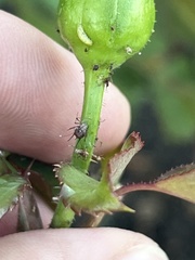 Macrosiphum rosae
