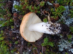 Russula