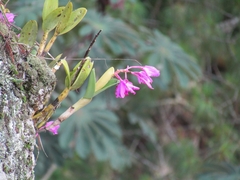 Guarianthe bowringiana, photograph author not stated, no rights reserved