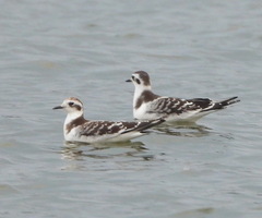 Hydrocoloeus minutus