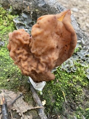 Gyromitra infula