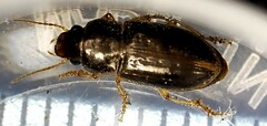Selenophorus