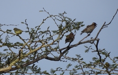 Gymnoris superciliaris