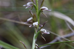 Prasophyllum brevilabre