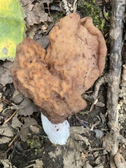 Gyromitra infula