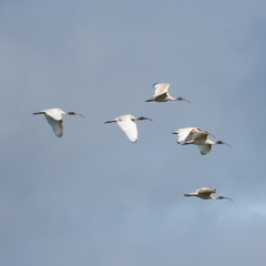Threskiornis molucca