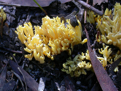 Ramaria lorithamnus