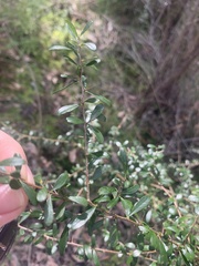 Bursaria spinosa spinosa