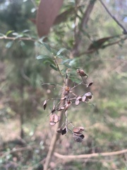 Bursaria spinosa spinosa