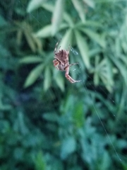 Acanthepeira