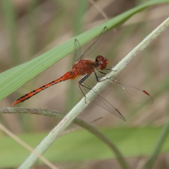 Diplacodes bipunctata